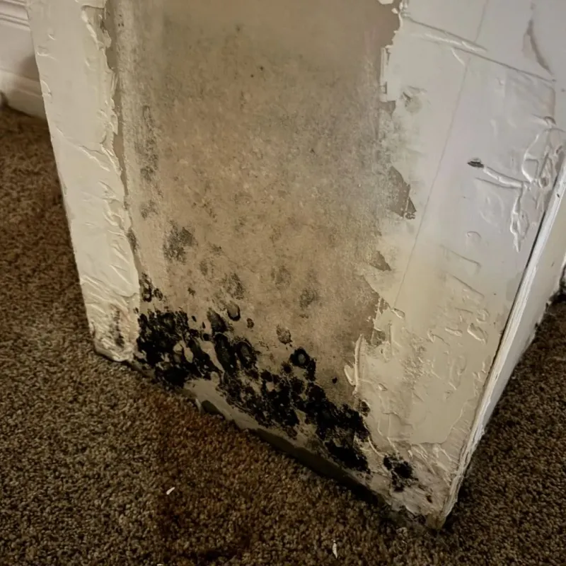 Professional Mold Removal in Sanbornton, NH